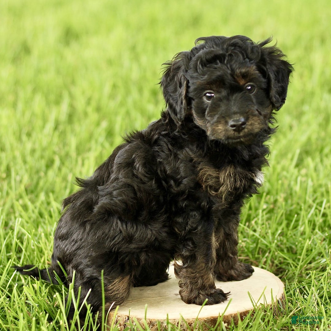 Havapoo dogs for sale: Milo - Image 2