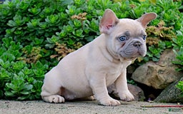 French Bulldog dogs for sale: Emma - Image 2