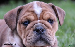 Olde English Bulldogge dogs for sale: Macey - Image 4