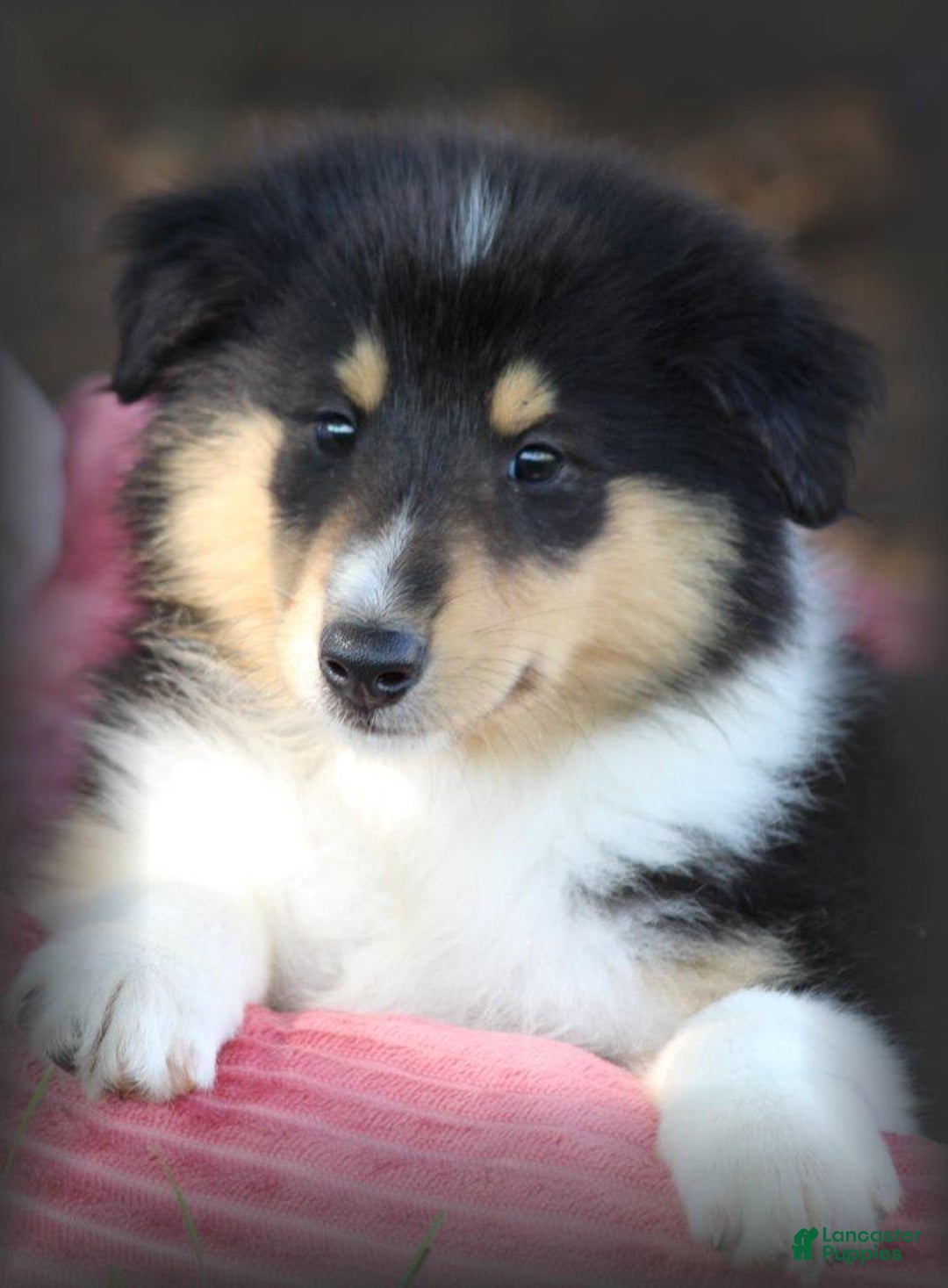 categoriesInfo:categoryAttributeOptions.pets.dogs.breed.roughCollie dogs for sale: Kenzie - Image 9