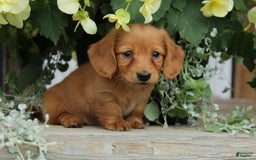 Miniature Dachshund dogs for sale: Miniature Dachshund 4 puppies - Image 7