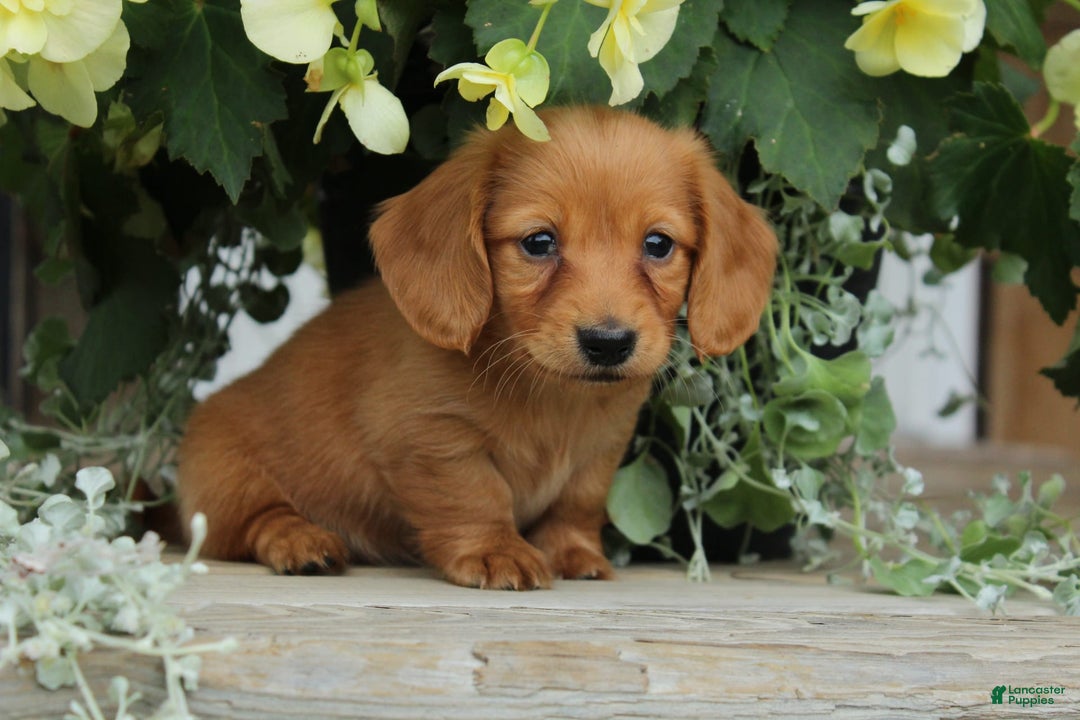 Miniature Dachshund dogs for sale: Miniature Dachshund 4 puppies - Image 7