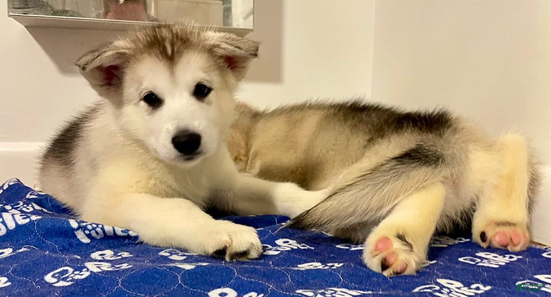 Alaskan Malamute dogs for sale: Denali - Image 9