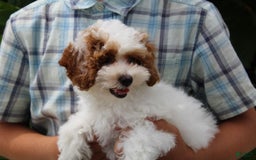 Miniature Poodle dogs for sale: Lily - Image 35