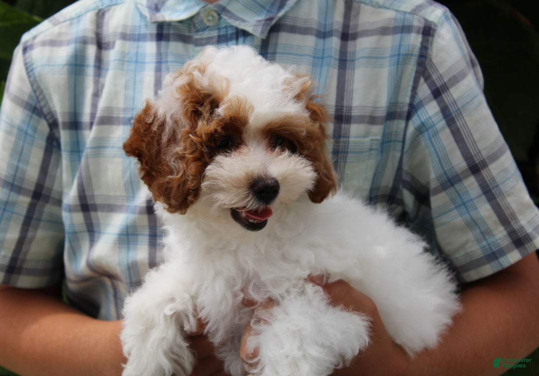 Miniature Poodle dogs for sale: Lily - Image 35