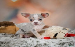 Chihuahua dogs for sale: Una - Image 7
