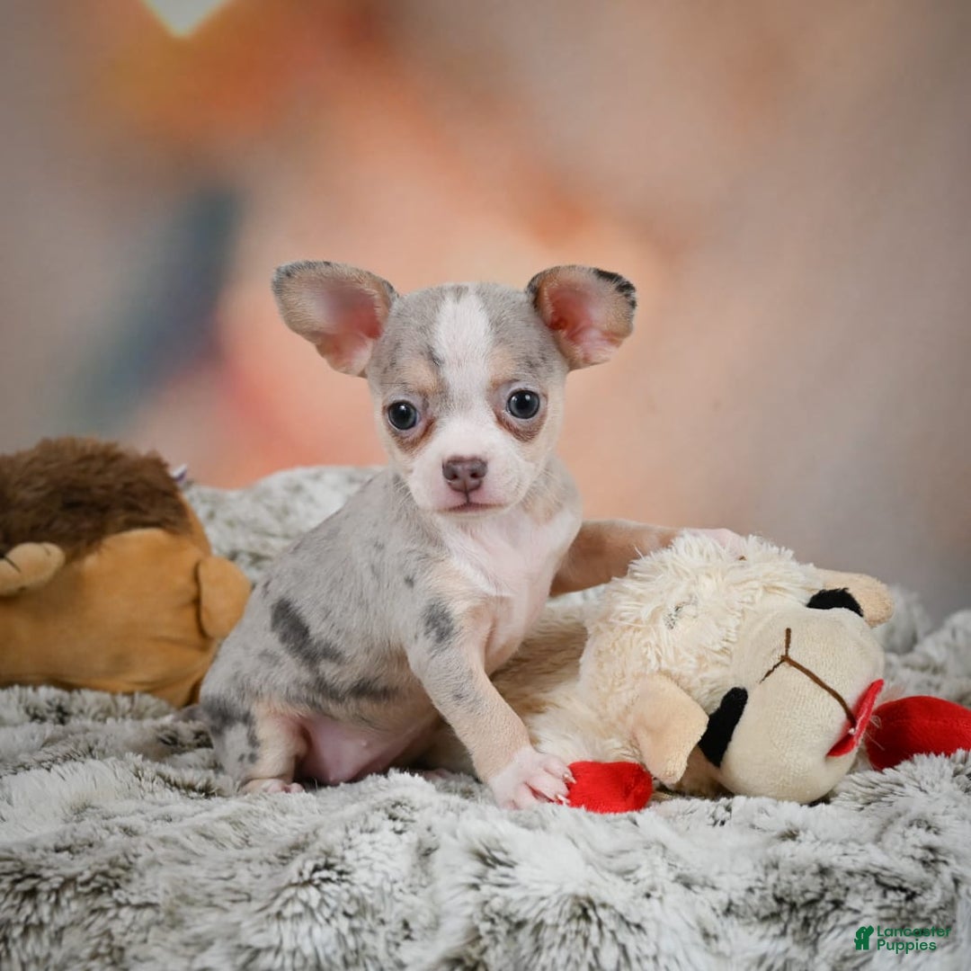 Chihuahua dogs for sale: Una - Image 7
