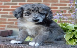 Mini Aussiedoodle dogs for sale: Mini Angel - Image 10