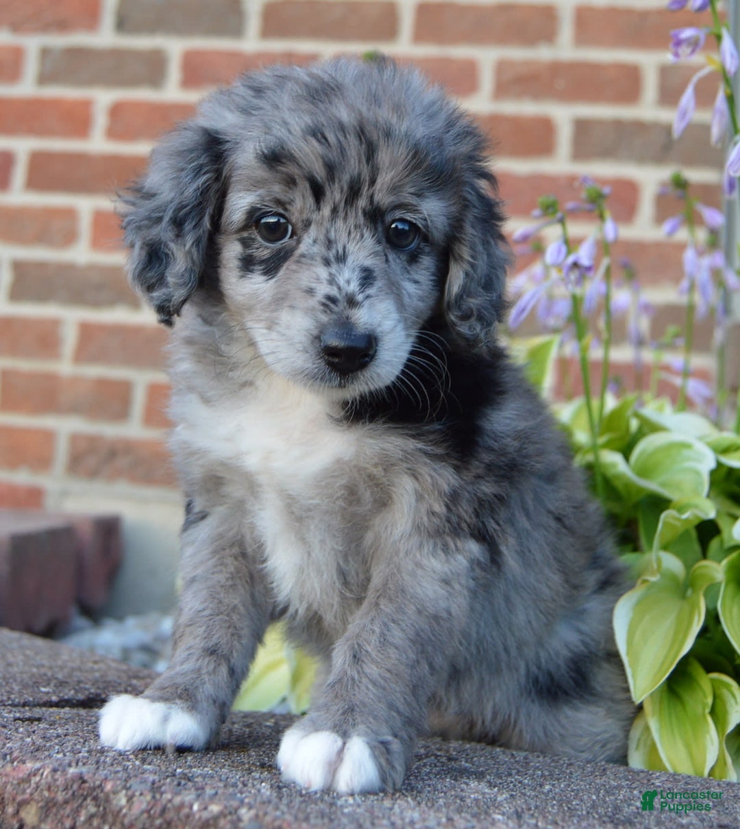 Mini Aussiedoodle dogs for sale: Mini Angel - Image 10
