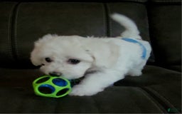 Cavachon dogs for sale: Justice - Image 4