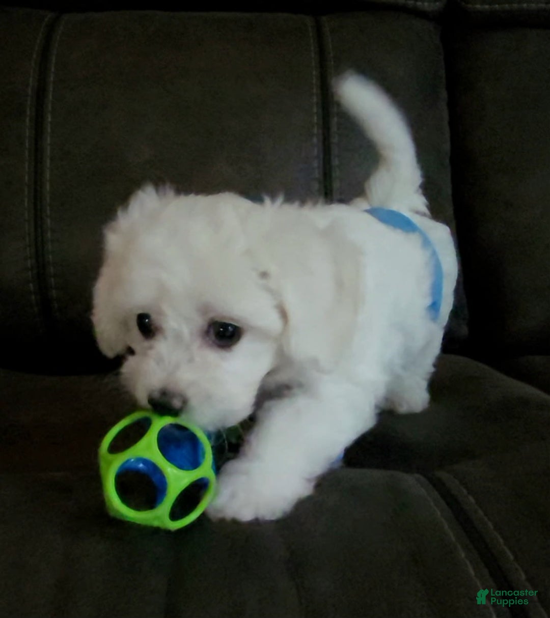 Cavachon dogs for sale: Justice - Image 4