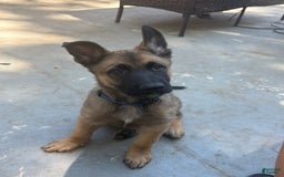 Belgian Malinois dogs for sale: Zimba - Image 2