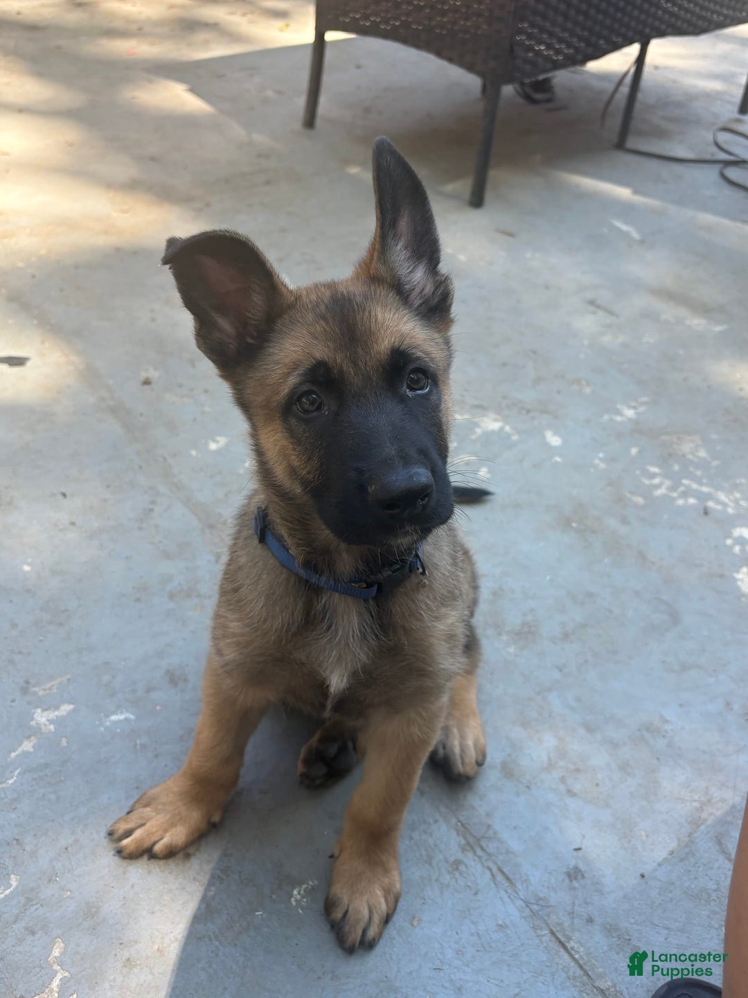 Belgian Malinois dogs for sale: Zimba - Image 2