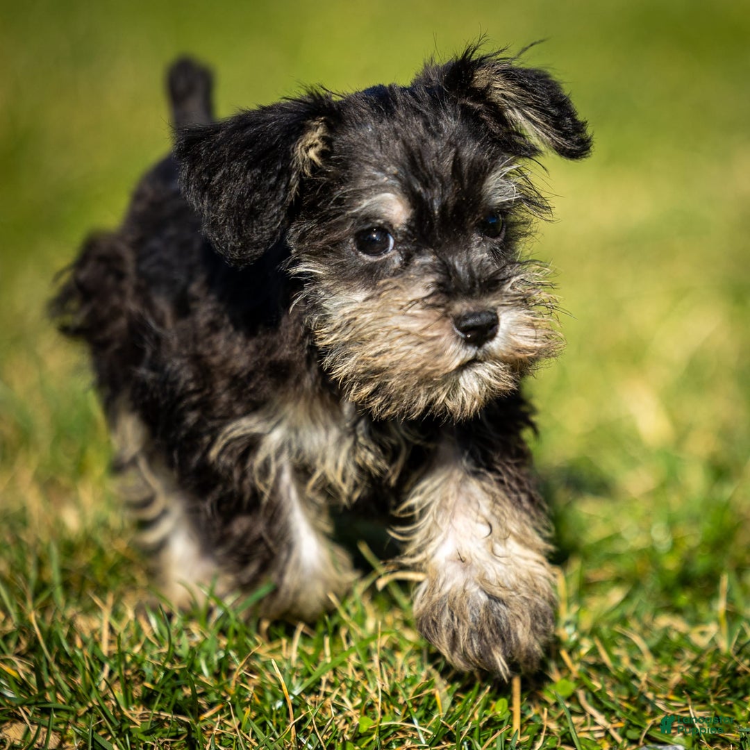 Miniature Schnauzer dogs for sale: Hugo - Image 9