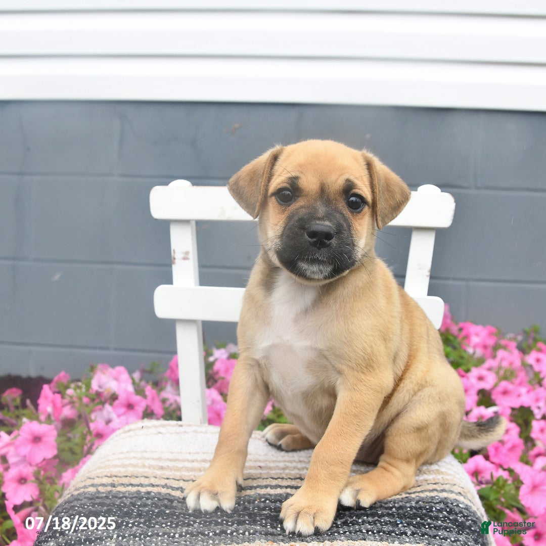 Pug dogs for sale: Poppy - Image 5