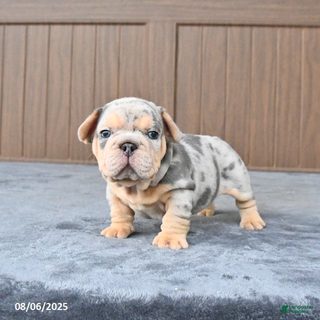 French Bulldog dogs for sale: Duke - Image 5