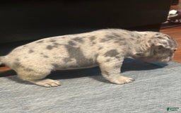 French Bulldog dogs for sale: Cookie - Image 10
