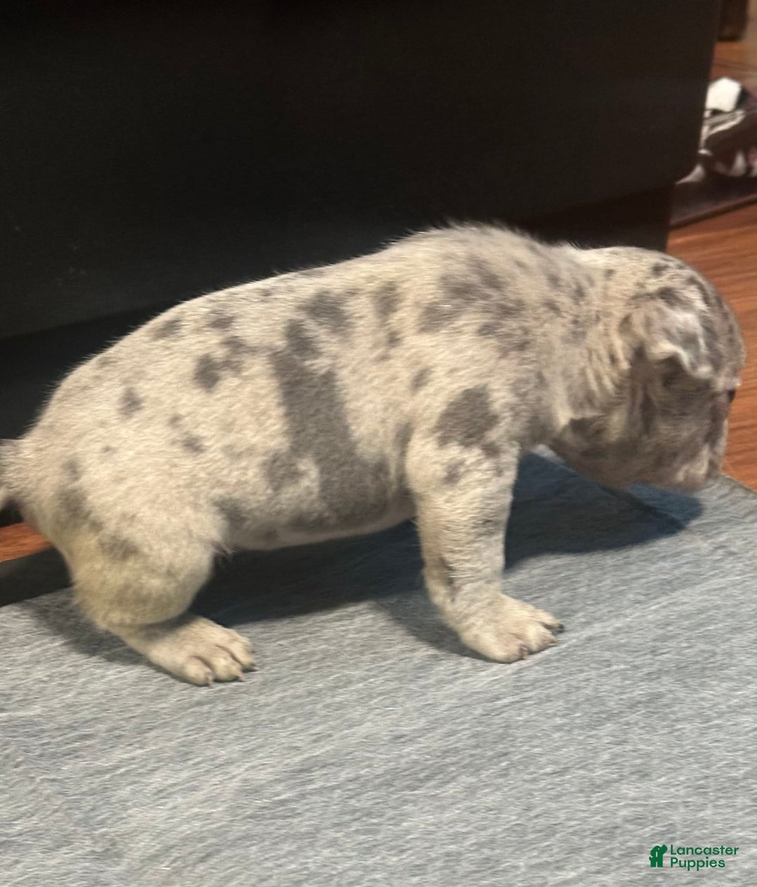 French Bulldog dogs for sale: Cookie - Image 10