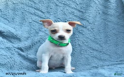 Toy Fox Terrier dogs for sale: Scarlett - Image 1