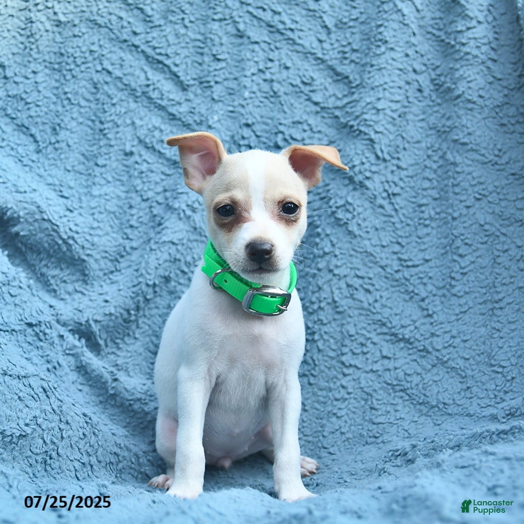Toy Fox Terrier dogs for sale: Scarlett - Image 1
