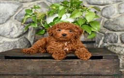 Cockapoo dogs for sale: Sky - Image 2