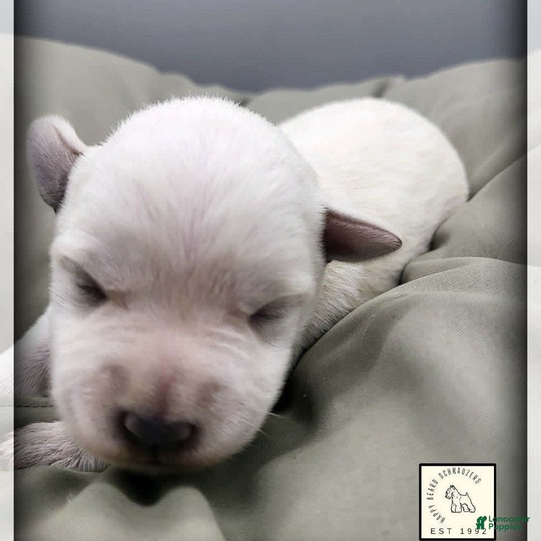 Miniature Schnauzer dogs for sale: Herbert - Image 1