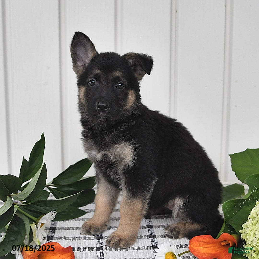 German Shepherd dogs for sale: Darla - Image 5