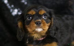 Cavalier King Charles Spaniel dogs for sale: Birdie - Image 3