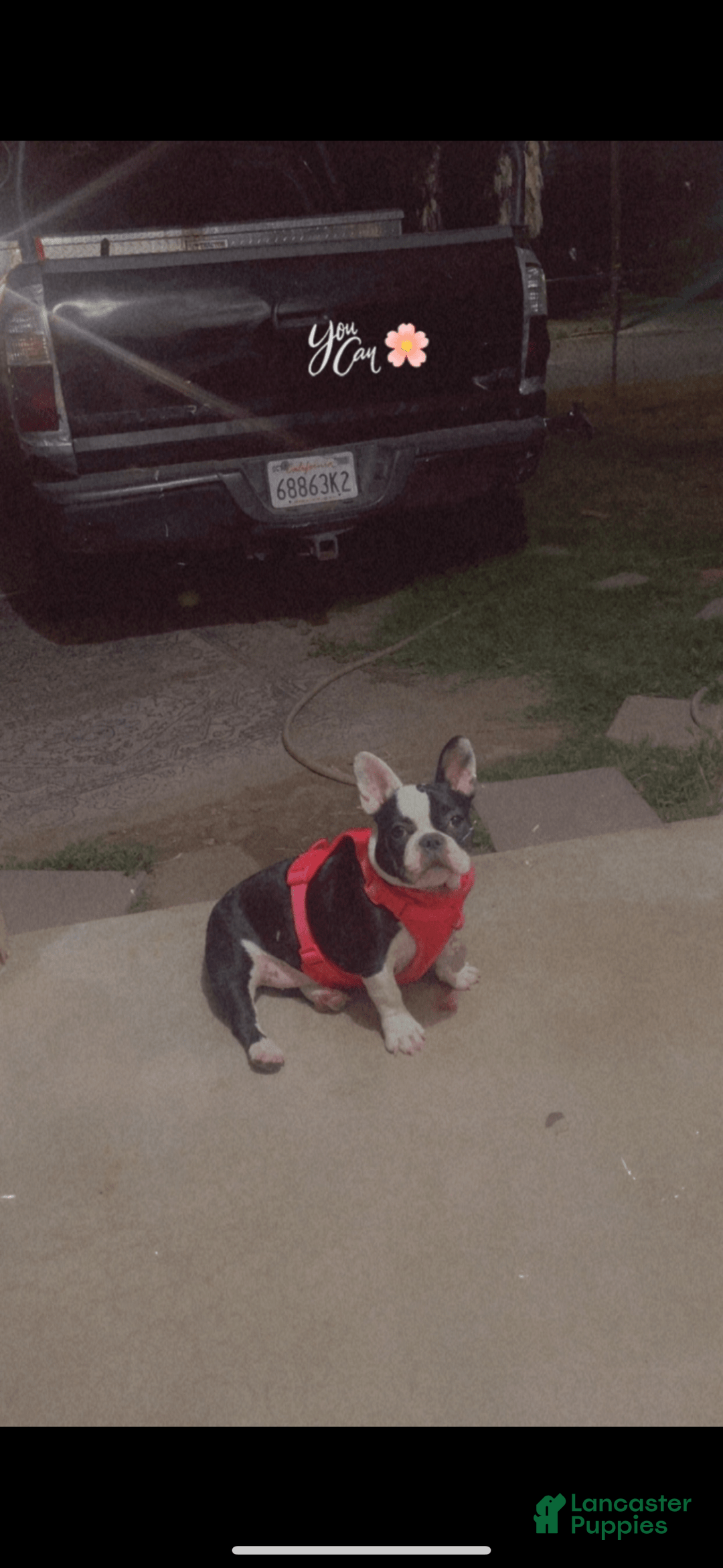 French Bulldog dogs for sale: Princess - Image 4