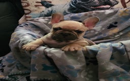 French Bulldog dogs for sale: Chocolate - Image 1