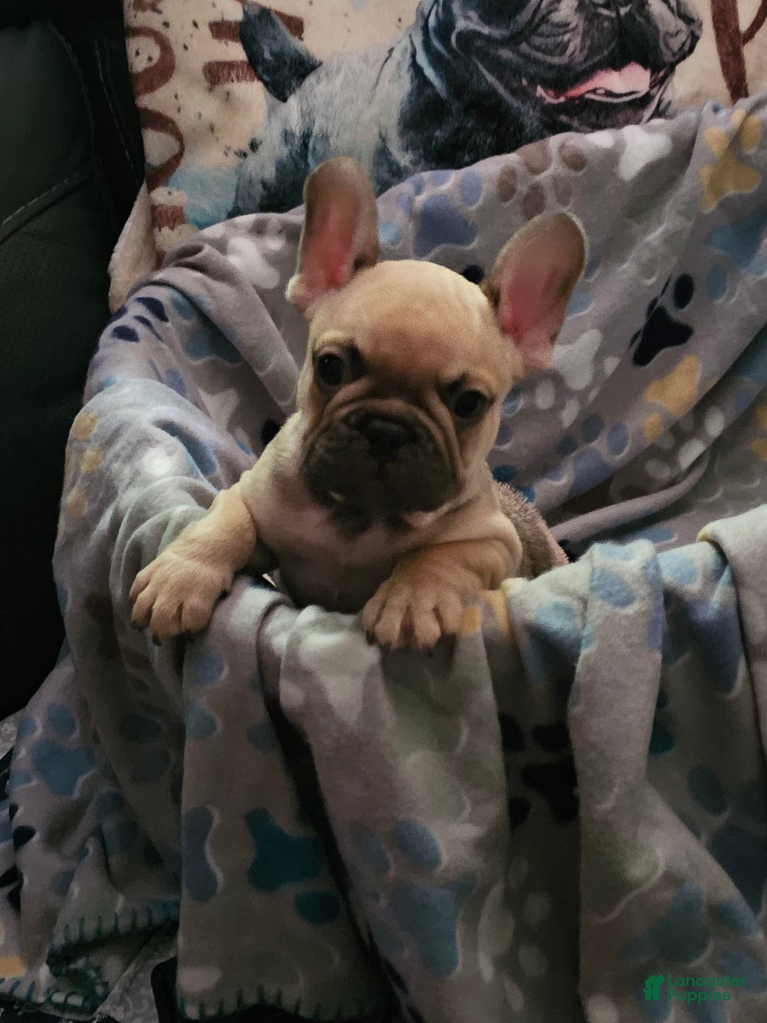 French Bulldog dogs for sale: Chocolate - Image 1