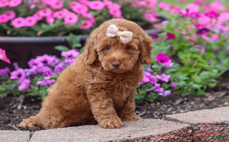 Miniature Poodle dogs for sale - Ad 4