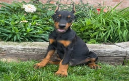 Doberman Pinscher dogs for sale: Rex - Image 1
