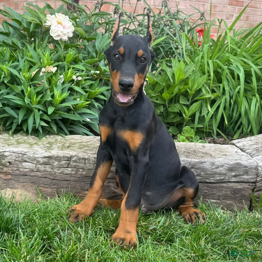 Doberman Pinscher dogs for sale: Rex - Image 1