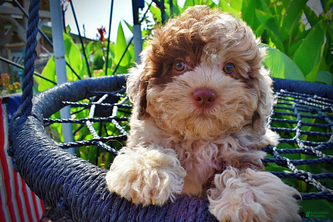 Havapoo dogs for sale: Fiesta - Image 1