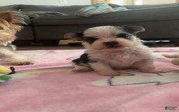 Morkie dogs for sale: Lady - Image 3