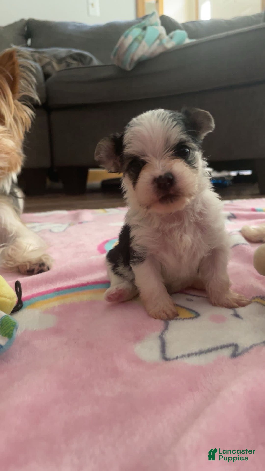 Morkie dogs for sale: Lady - Image 3