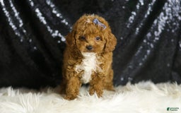 Toy Poodle dogs for sale: Eric - Image 1