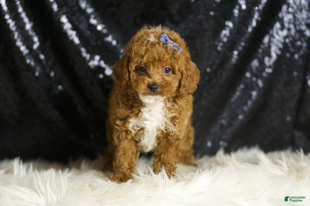 Toy Poodle dogs for sale: Eric - Image 1