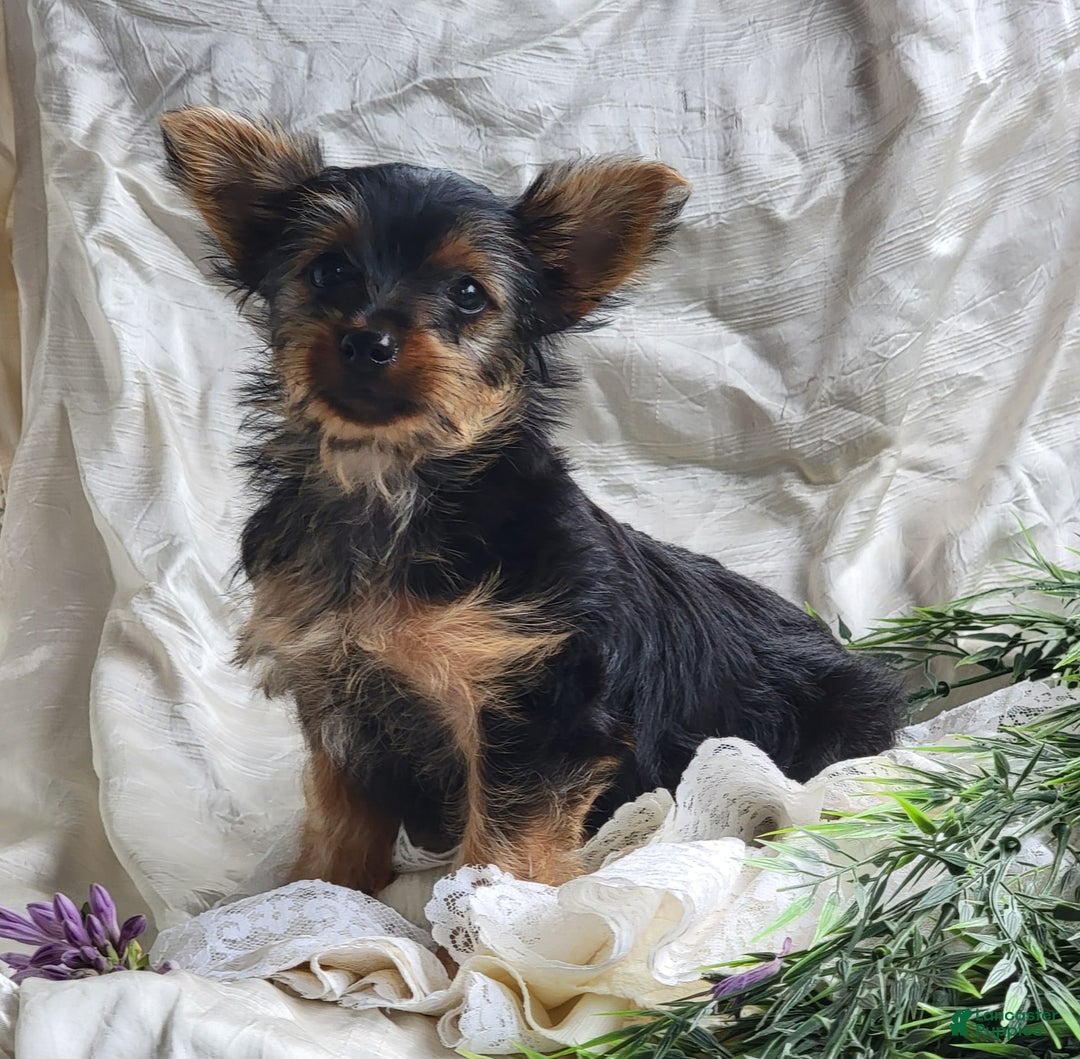 Yorkshire Terrier dogs for sale: Poppy - Image 4