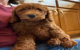 Mini Goldendoodle dogs for sale: Hazel - Image 5