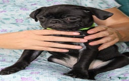 Pug dogs for sale: Oscar - Image 4