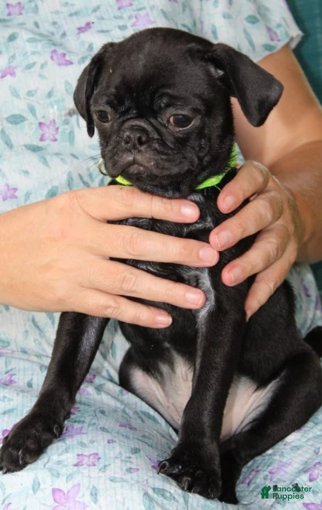 Pug dogs for sale: Oscar - Image 4