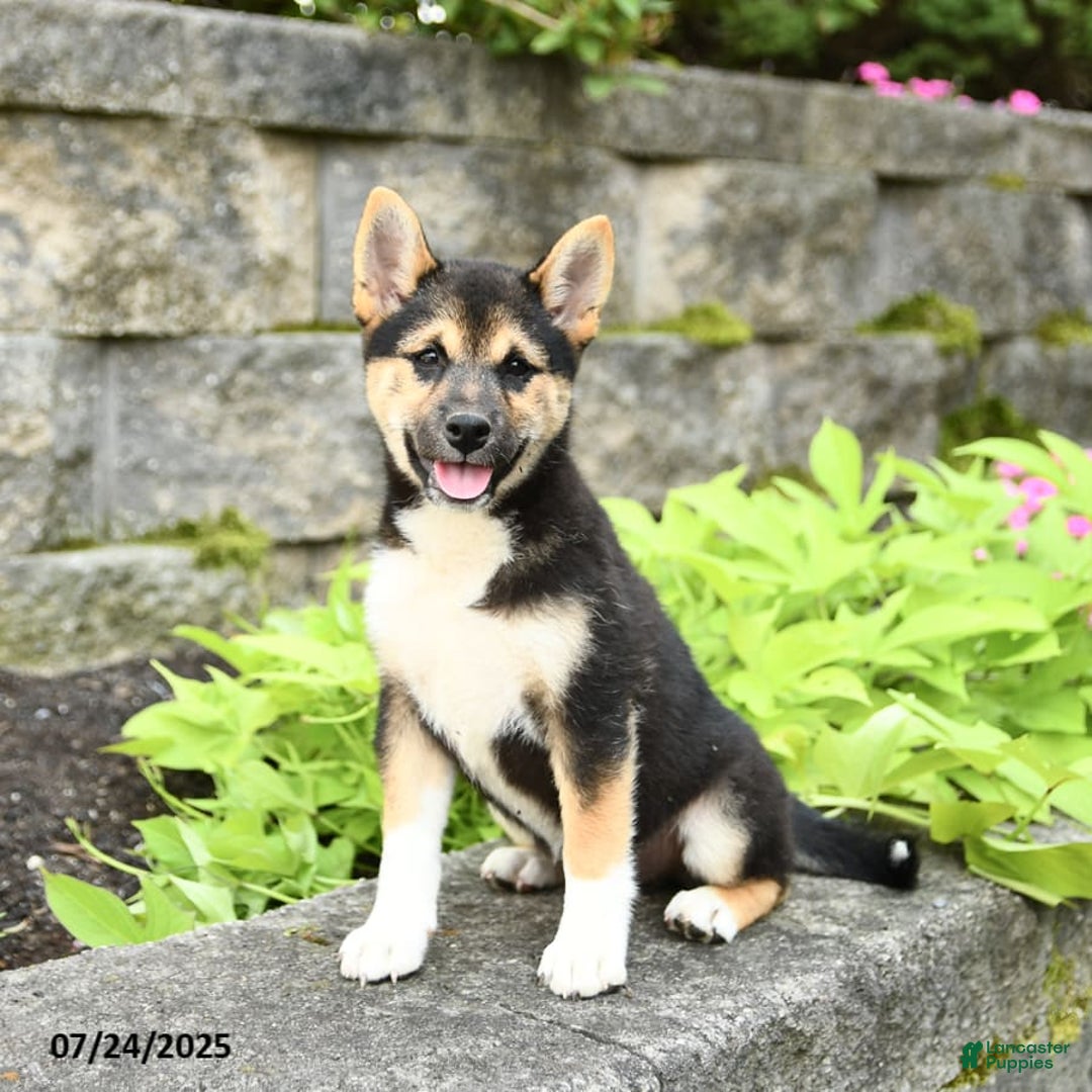 Shiba Inu dogs for sale: Uracutie - Image 2