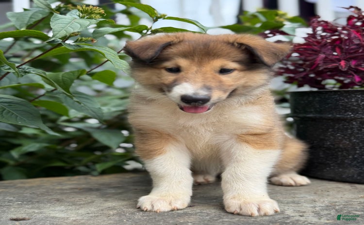 Collie dogs for sale - Ad 2