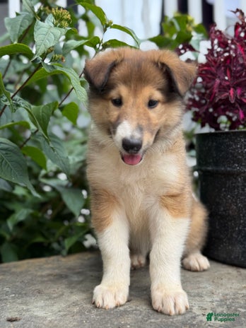Collie dogs for sale - Ad 2