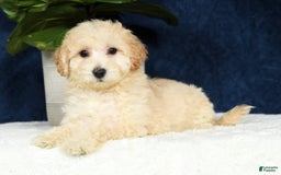Bichpoo dogs for sale: Kaitlyn - Image 16