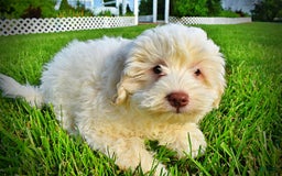 Havapoo dogs for sale: Valiant - Image 20