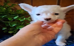 Chinese Crested dogs for sale: Teddy - Image 11