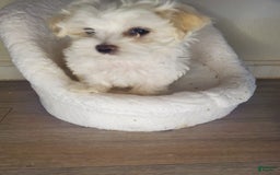 Maltese dogs for sale: Pepe - Image 4